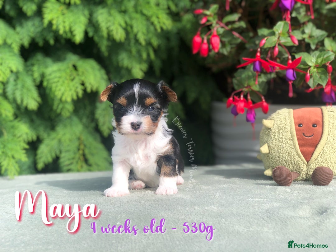 Yorkshire Terrier dogs for sale: Two Beautiful Biewer Terrier Girls! - Image 2