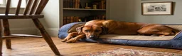 Rhodesian Ridgeback dogs for sale: Masterpiece Litter: South African & European Lines - Advert 4