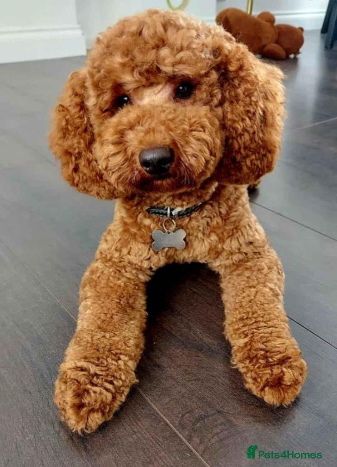 Cavapoo dogs for sale: 5⭐️ F1B Cavapoo’s - Image 16