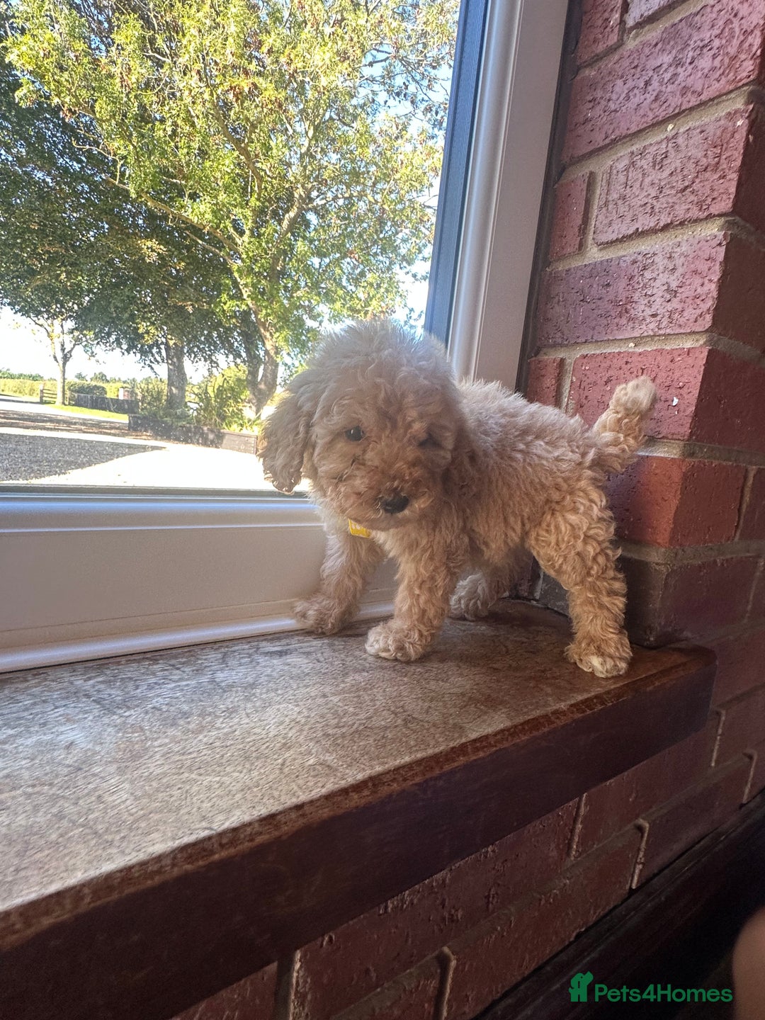 Cockapoo dogs for sale: 8 beautiful, stunning cockapoo  - Image 6