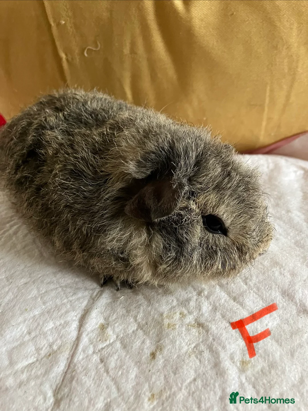 Mixed Breed rodents for sale: Baby guinea pigs  - Advert 6