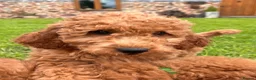Labradoodle dogs for sale: Mini Irishdoodle Ready now! health tested parents  - Advert 20