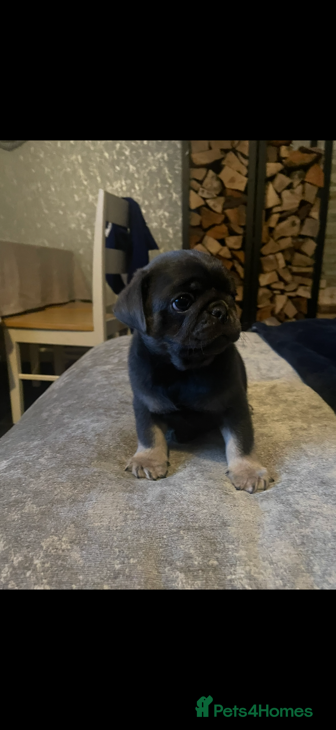 Pug dogs for sale: Stunning pug pups🤍due Oct 2025-ready 15-24th Dec - Image 1