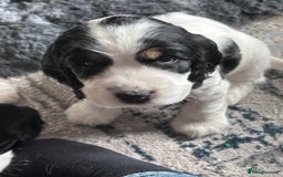 Cocker Spaniel dogs for sale: KC Registered Show Cocker Spaniel Puppies  - Image 20