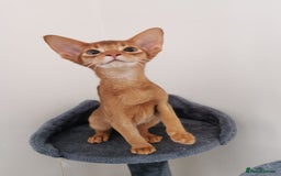 Abyssinian cats for sale: Available NOW 🤩Abyssinian kittens 😍 in Lincoln - Image 5