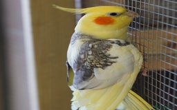 Cockatiels birds for sale: Young Cockatiels - Image 32