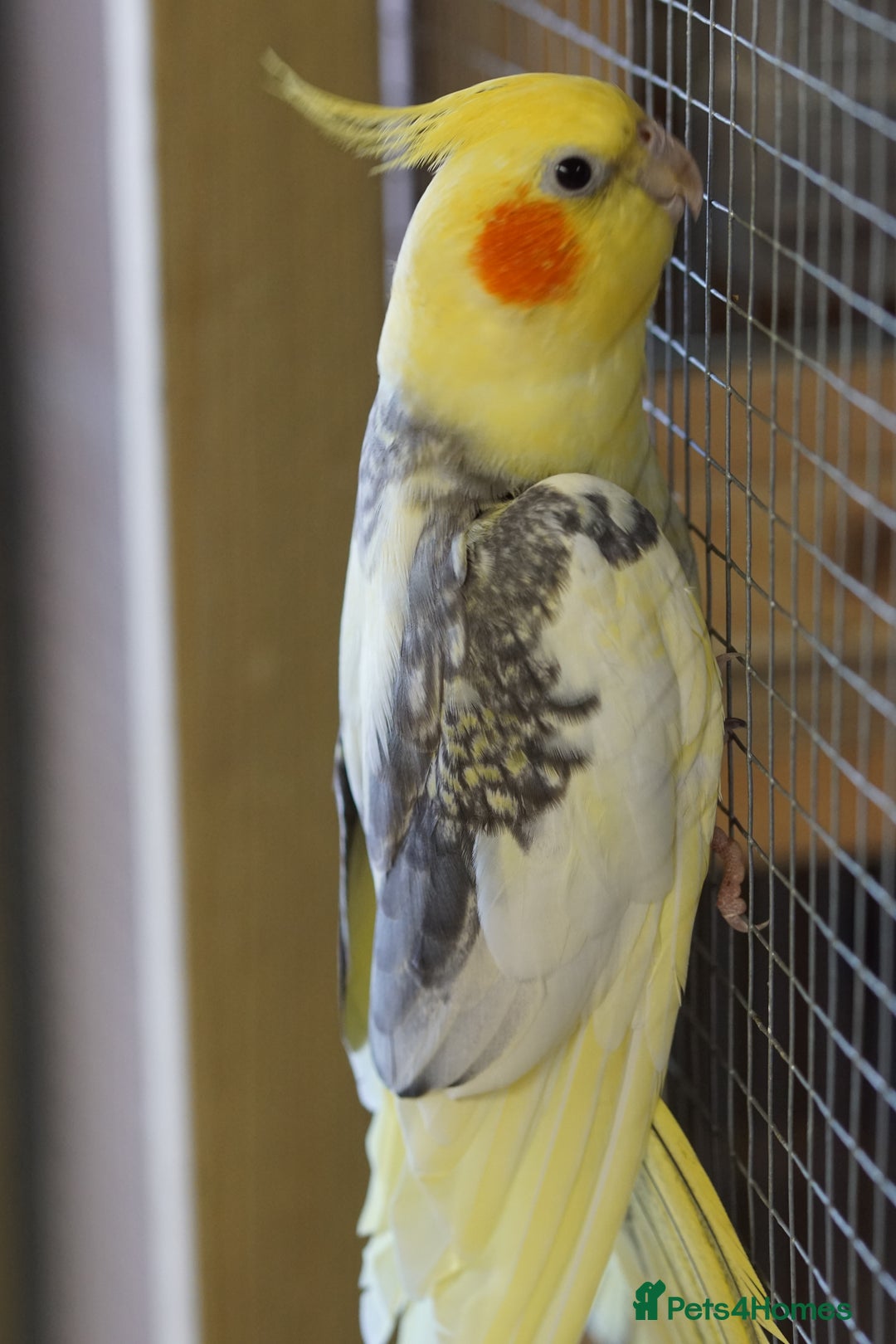 Cockatiels birds for sale: Young Cockatiels - Image 32