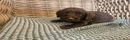 Cockapoo dogs for sale: Beautiful Litter of Stunning Cockerpoo Puppies - Advert 36