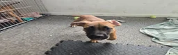 Mixed Breed dogs for sale: Ridgeback/American terrier/ english bulldog mix  in Coventry - Advert 37