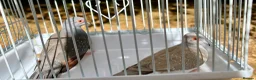 Doves birds for sale: Beautiful diamond doves for sale - Advert 8