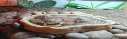 Tortoise reptiles for sale: Leopard tortoise hatchlings - Advert 9
