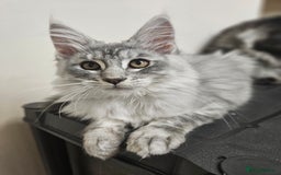 Maine Coon cats for sale: Beautiful girl ready now  - Image 1
