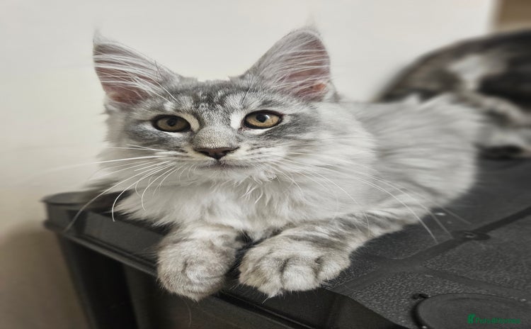 Maine Coon cats - Advert 14