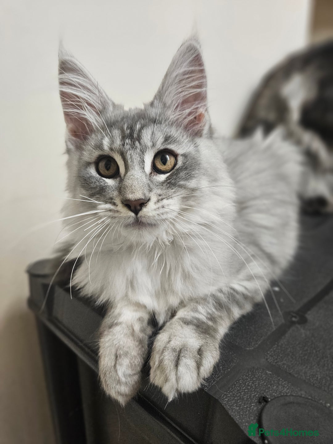 Maine Coon cats for sale: Beautiful girl ready now  - Image 1