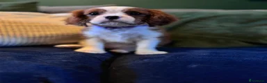 Cavalier King Charles Spaniel Puppy 1