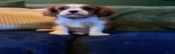 Cavalier King Charles Spaniel dogs for sale: Cavalier King Charles KC Reg dna 5* licensed  - Advert 17