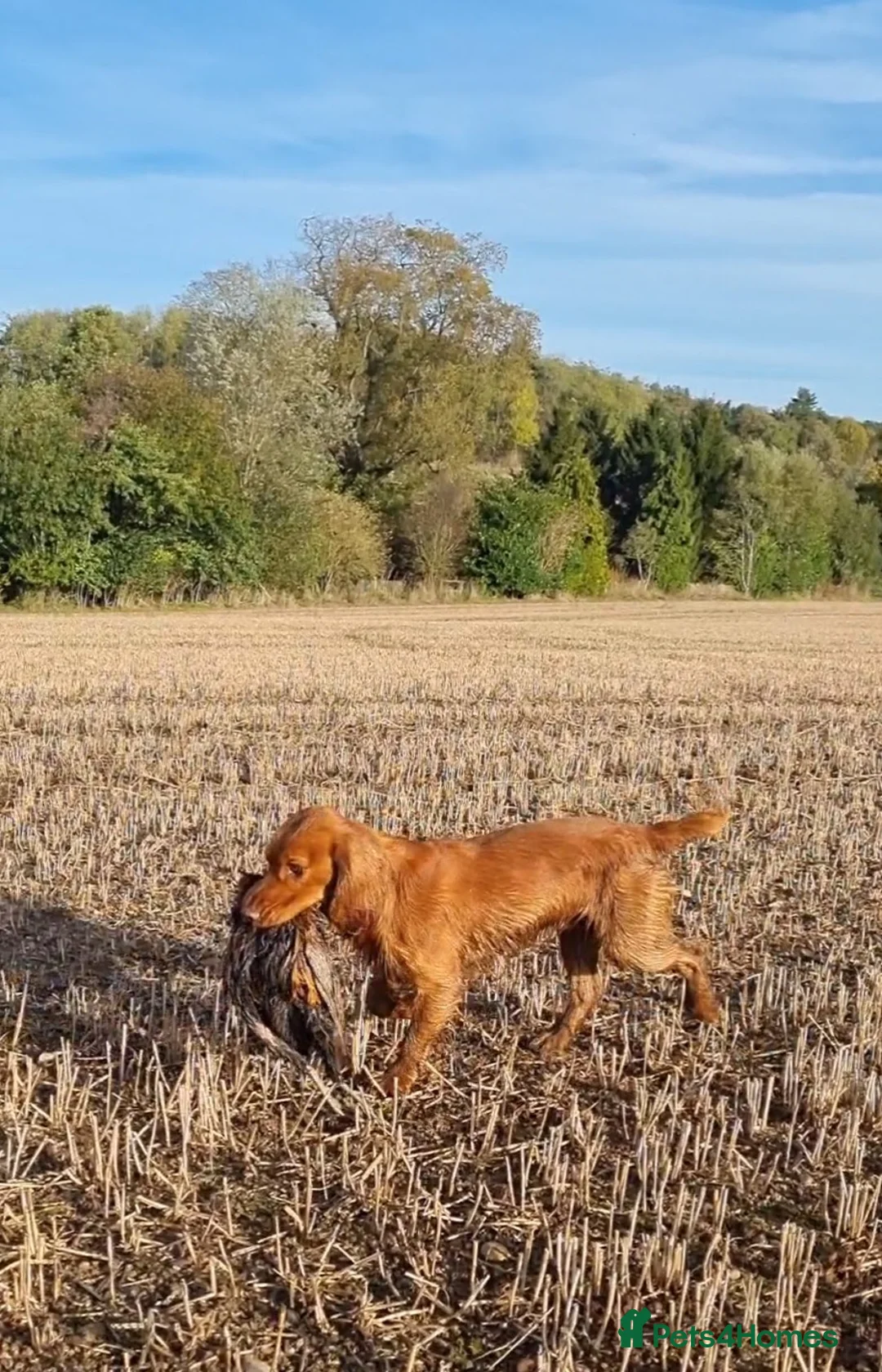 Cocker Spaniel dogs for stud: Red Working Cocker Spaniel KC and Health Tested in Shrewsbury - Advert 9