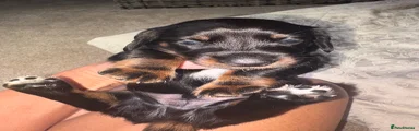 Miniature Dachshund 1
