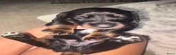 Miniature Dachshund dogs for sale: Beautiful Miniature Dachshund Puppies 🐾❤️ - Advert 22