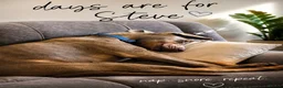 Dobermann dogs for sale: Big softy Doberman  in Shotts - Advert 5