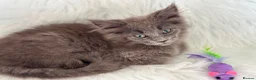 Maine Coon cats for sale: Maine coon kittens fluffy cuddly kittens - Advert 24