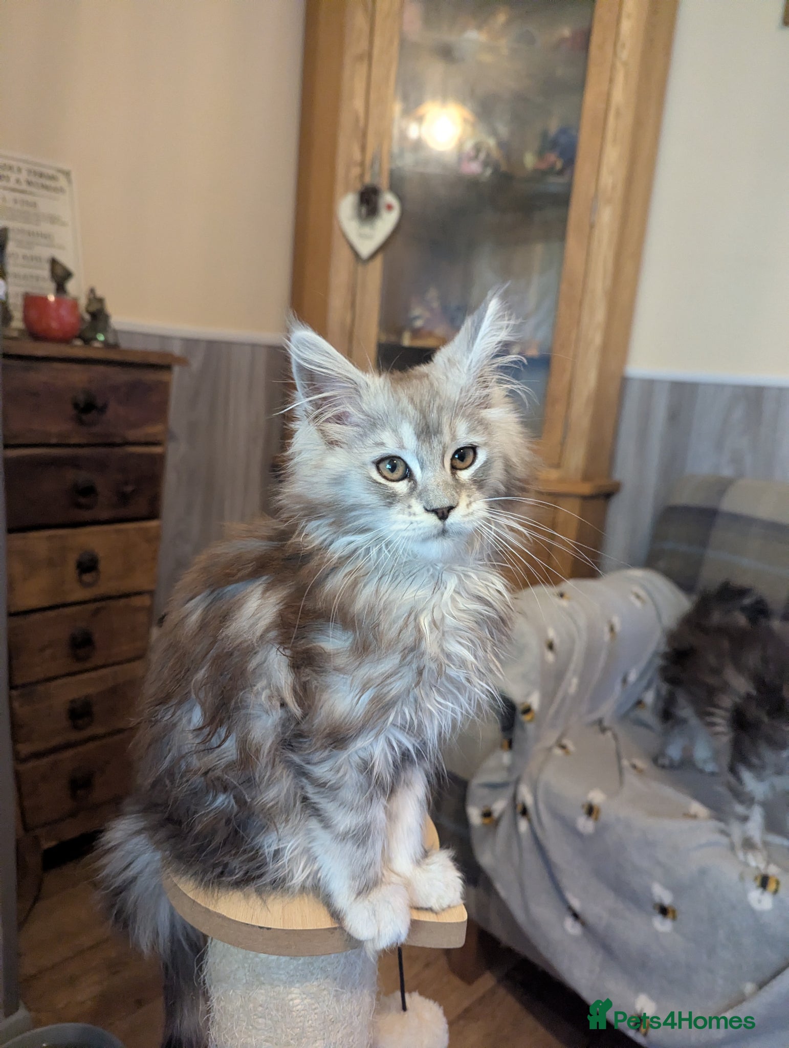 Maine Coon cats Ready soon. Beautiful large health tested kitten - Advert 1