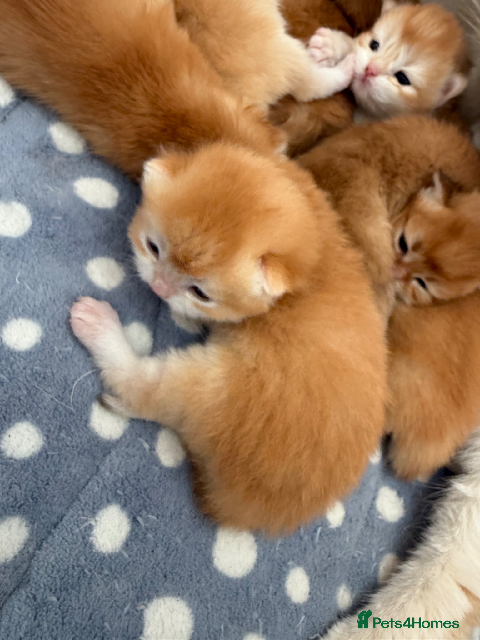 British Shorthair cats GCCF reg Chocolate and Black Golden Kittens - Advert 1