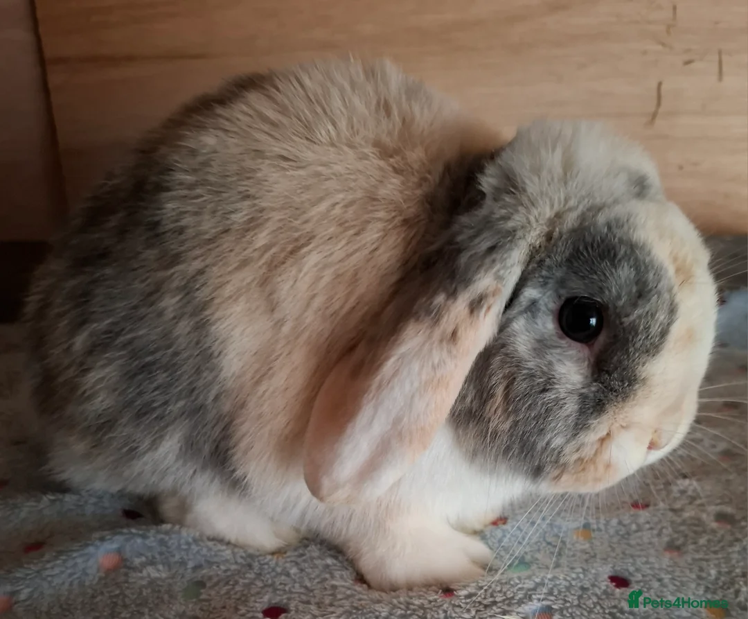 Mini Lop rabbits for sale: 2 x mini lop bucks - Advert 12