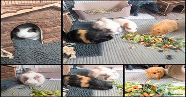 Guinea Pig rodents - Advert 11