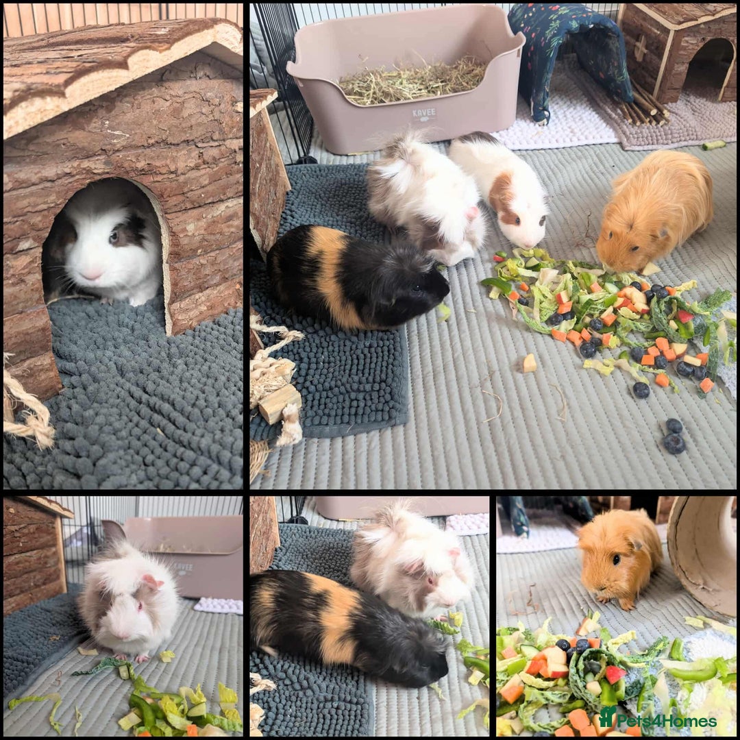 Guinea Pig rodents for sale: Four male guinea pigs for adoption  - Image 3