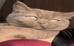 British Shorthair cats for sale: Cinnamon BSH - Image 1
