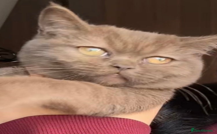 British Shorthair cats - Advert 1