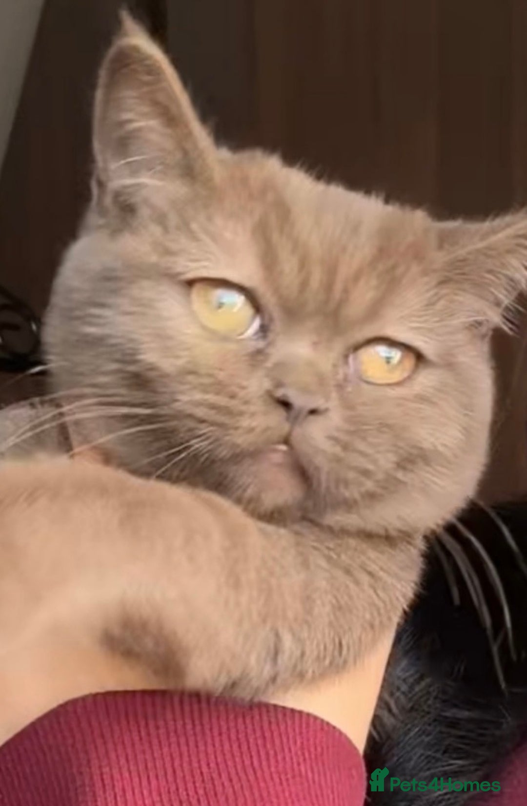 British Shorthair cats for sale: Cinnamon BSH - Image 1