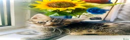 Bengal cats for sale: Gorgeous bengal kitten  in Radstock - Advert 7
