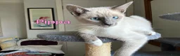 Ragamese cats for sale: Two Beautiful Ragamese Girls Ready To Leave Now - Advert 5