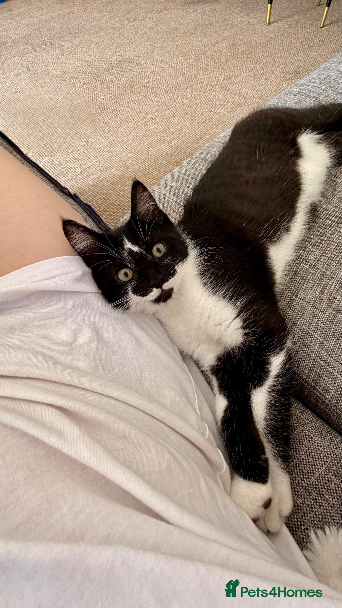 Mixed Breed cats Cat for adoption  - Advert 2