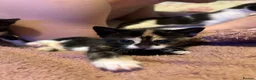 Mixed Breed cats for sale: 1 female kitten - Advert 12