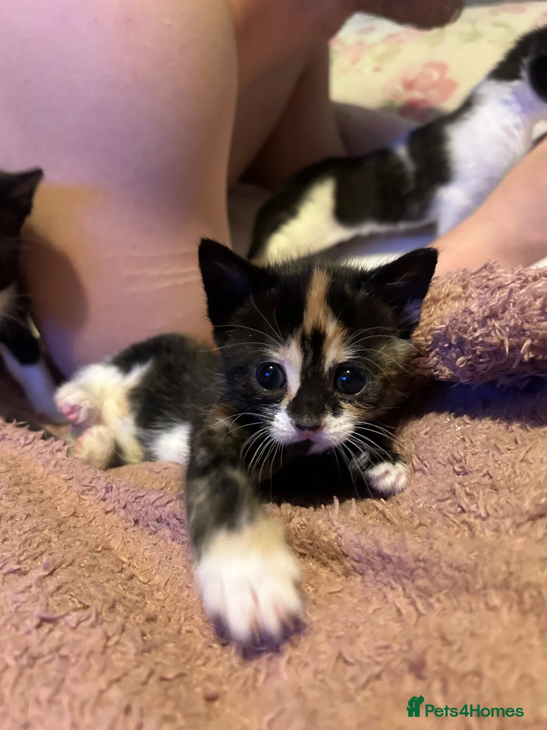 Mixed Breed cats for sale: 1 female kitten - Advert 12