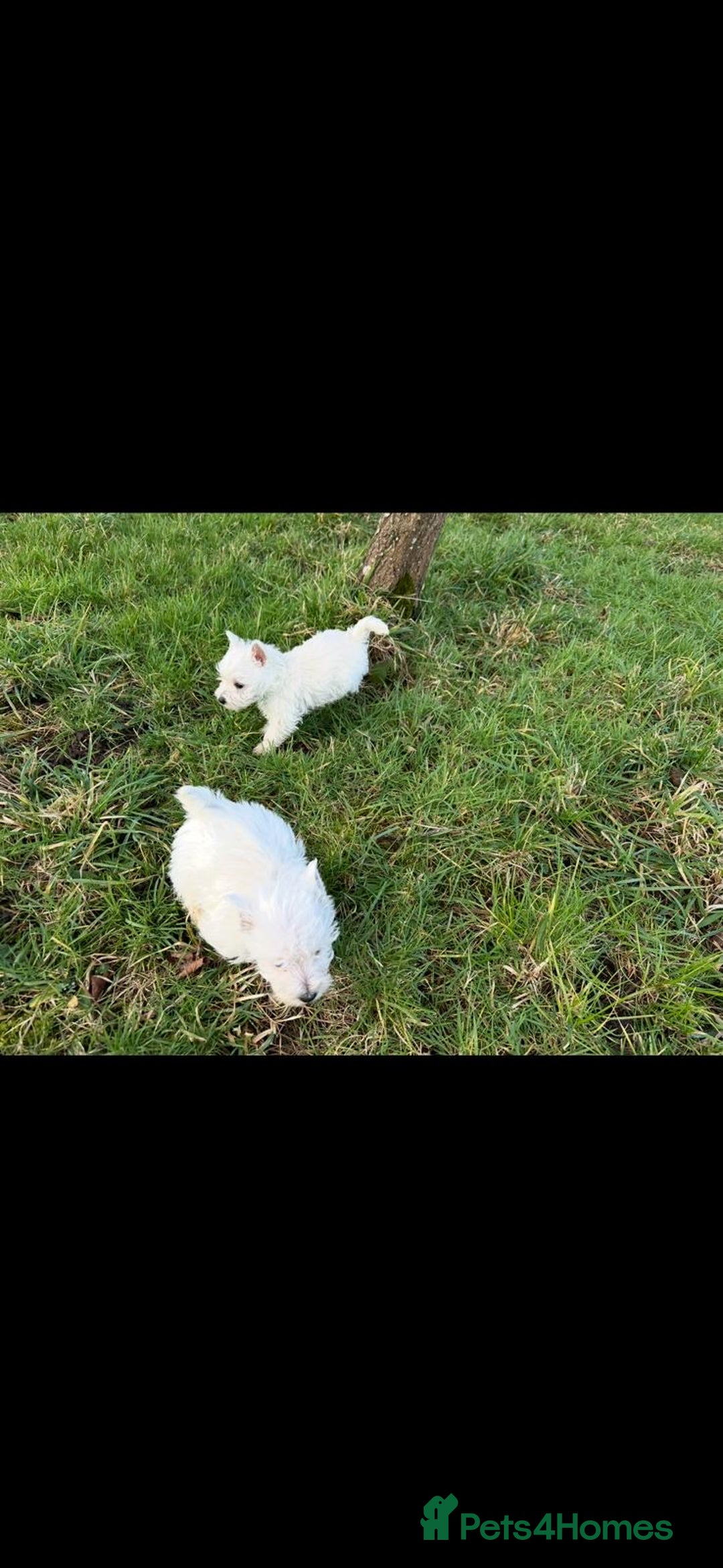 West Highland Terrier dogs for sale: West Highland Terrier Pups - Advert 8