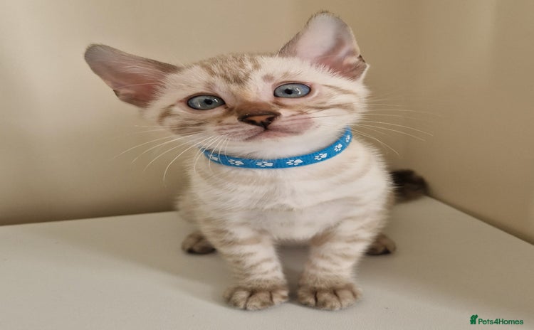 Bengal cats PEDIGREE Rare Stunning Glittered Bengal kittens  - Advert 9