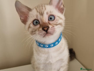 Bengal cats PEDIGREE Rare Stunning Glittered Bengal kittens - Advert 5