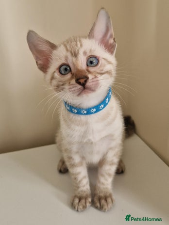 Bengal cats PEDIGREE Rare Stunning Glittered Bengal kittens - Advert 9