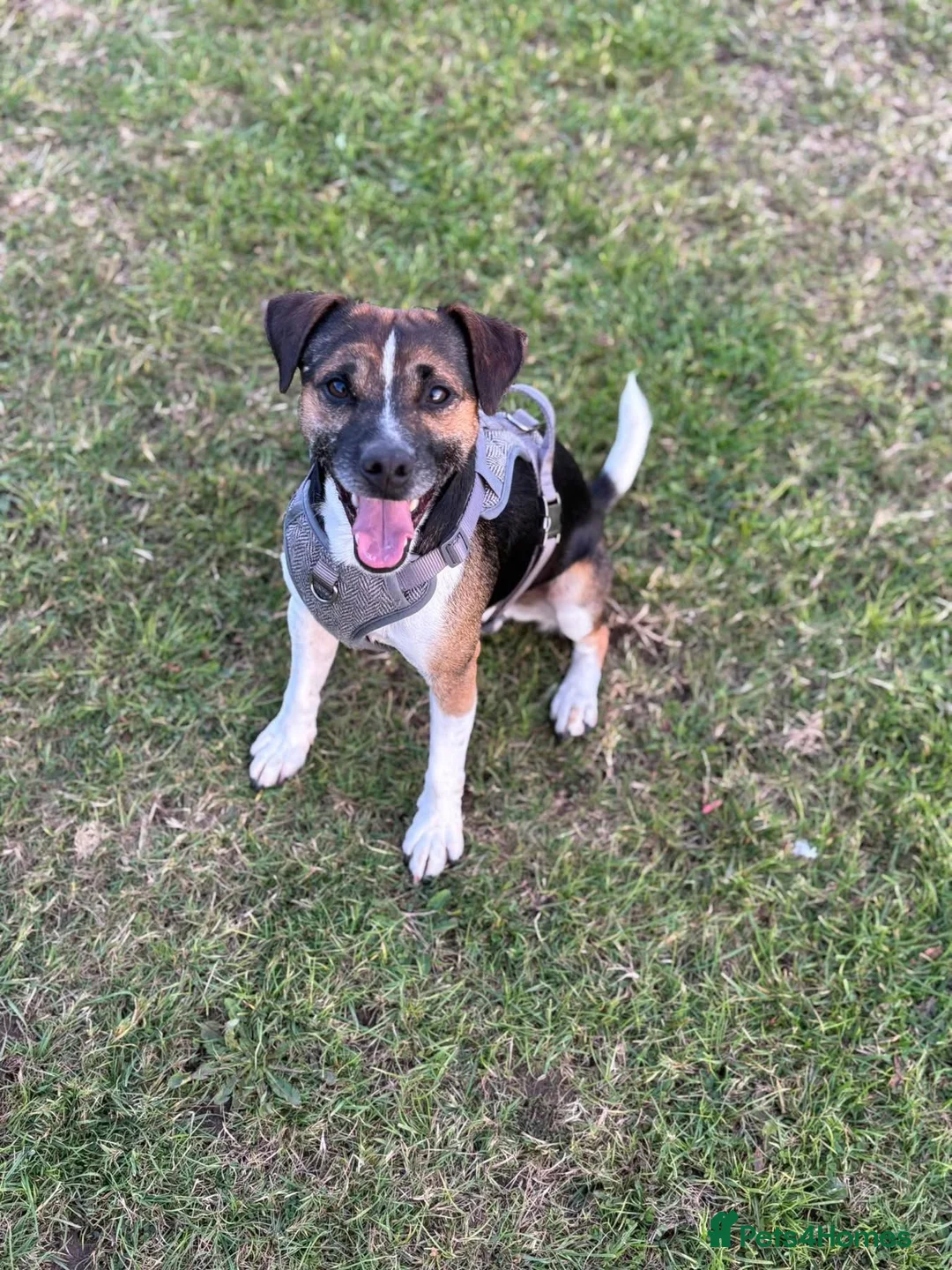 Mixed Breed dogs for sale: Jug puppies  in Dundee - Advert 7