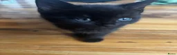 Mixed Breed cats for sale: Two black kittens  - Advert 10