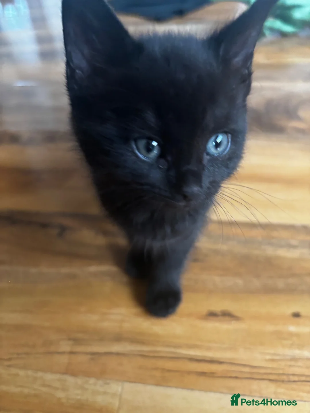 Mixed Breed cats for sale: Two black kittens  - Advert 10