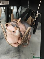 Sphynx cats Unique Elf, Sphynx & Dwelf Babies - Advert 2