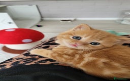 British Shorthair cats for sale: 1 stunning British shorthair boys left to reserve  - Image 2