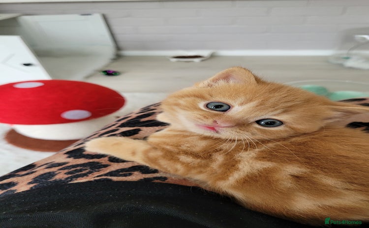 British Shorthair cats - Advert 14