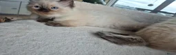 Ragdoll cats for sale: Beautiful ragdolls gccf and tica registered - Advert 6