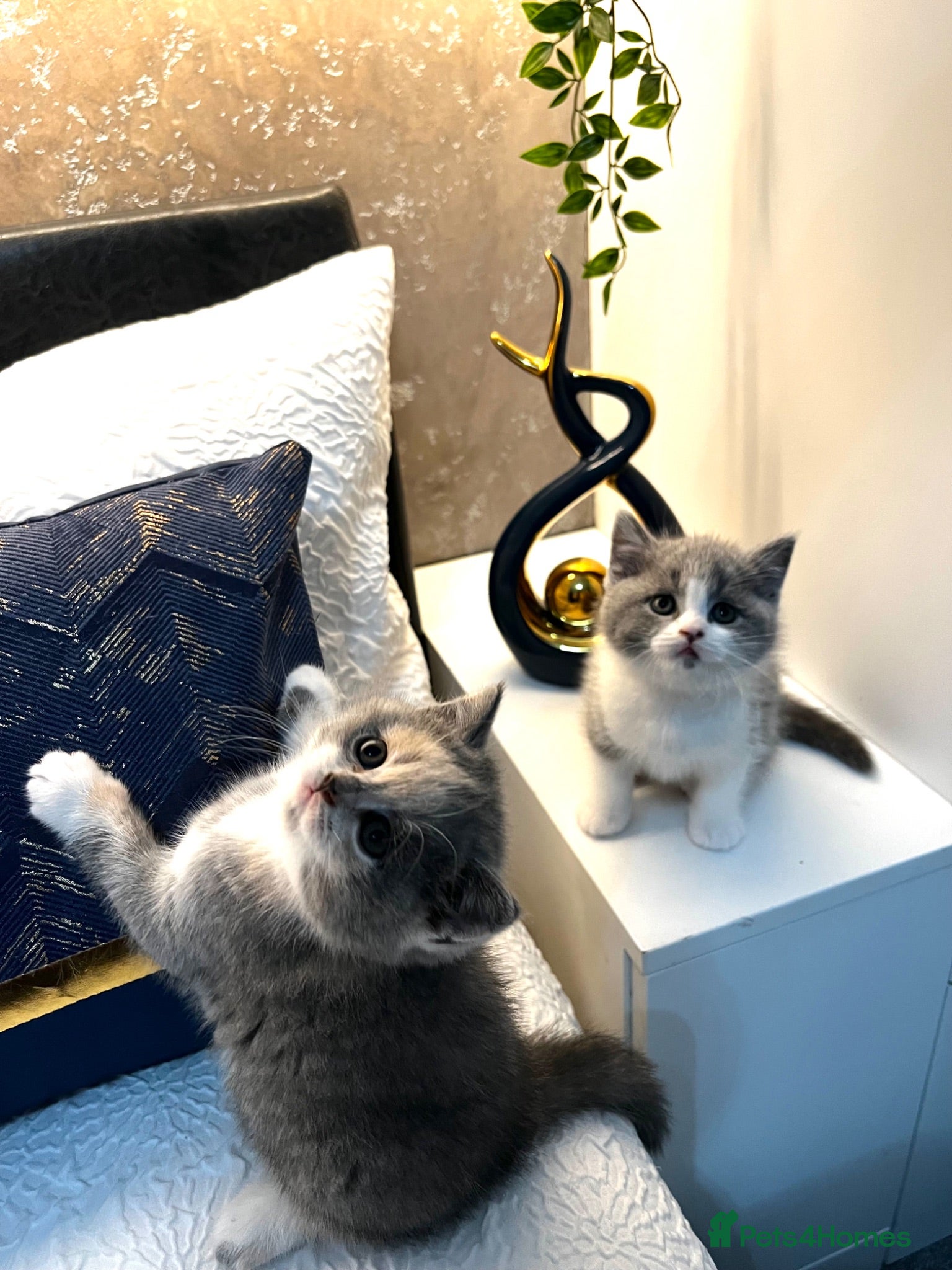 British Shorthair cats Registered British Shorthair kittens  - Advert 9